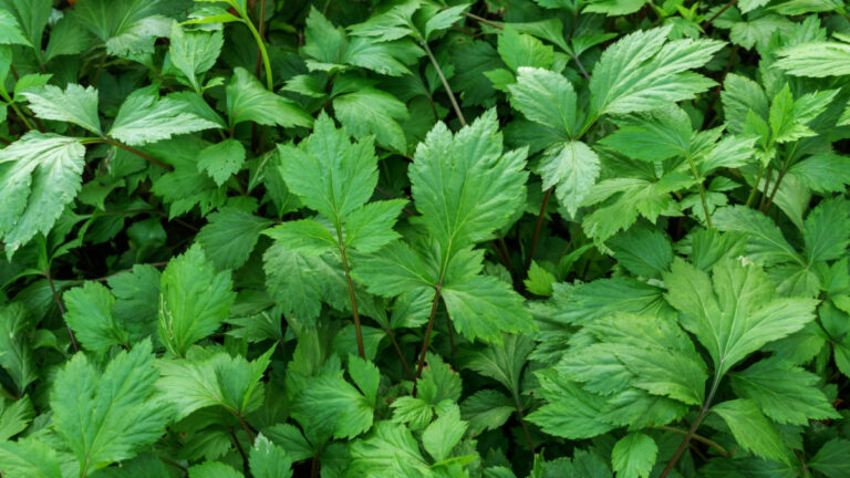 The Many Benefits of Mugwort